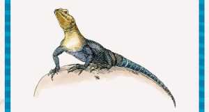 A website displays Agama lizard.