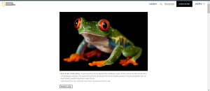 A website displays a red-eyed frog.